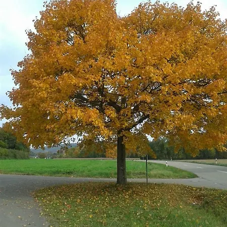 Galerie Ueber Den Gaerten