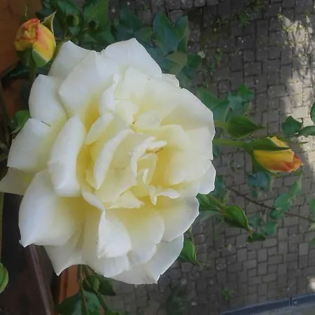 아파트 Galerie Ueber Den Gaerten