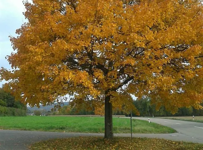 Galerie Ueber Den Gaerten