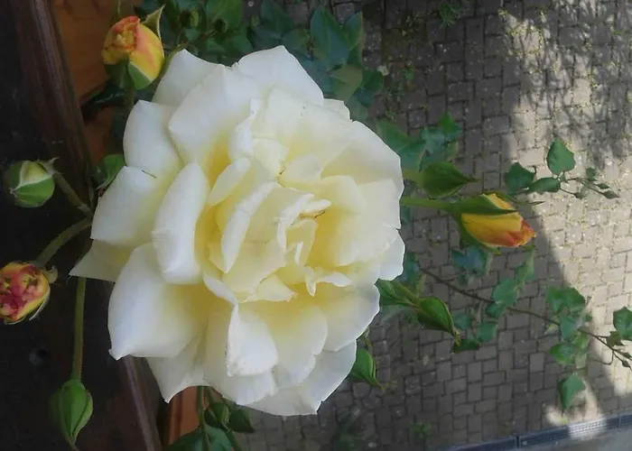 Daire Galerie Ueber Den Gaerten